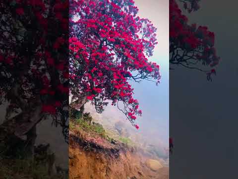 YouTube preview