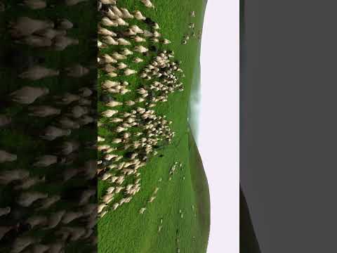 YouTube preview