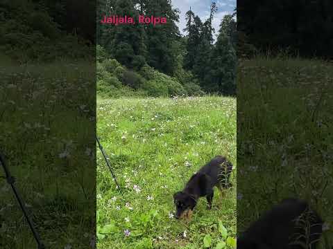 YouTube preview