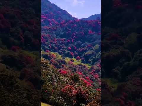 YouTube preview