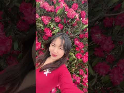 YouTube preview