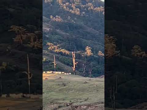 YouTube preview