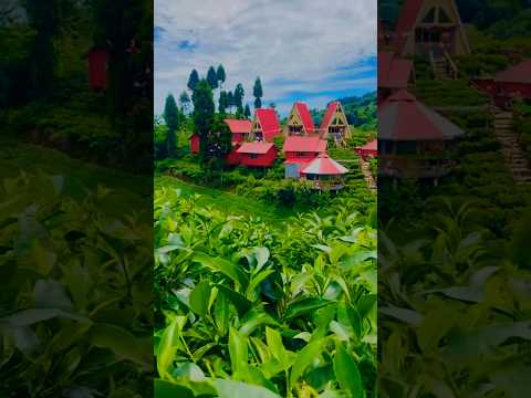 YouTube preview
