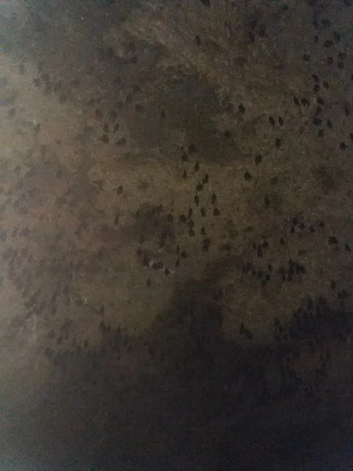 Bat Cave