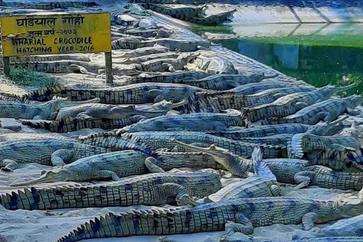Gharial Breeding Center