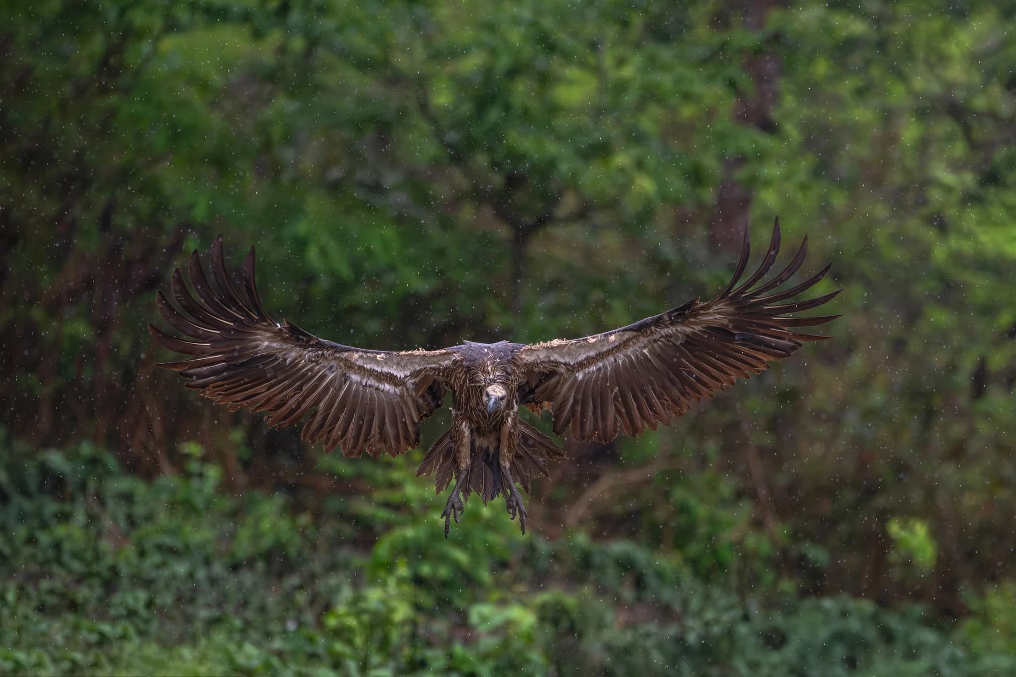 Jatayu Vulture Restaurant