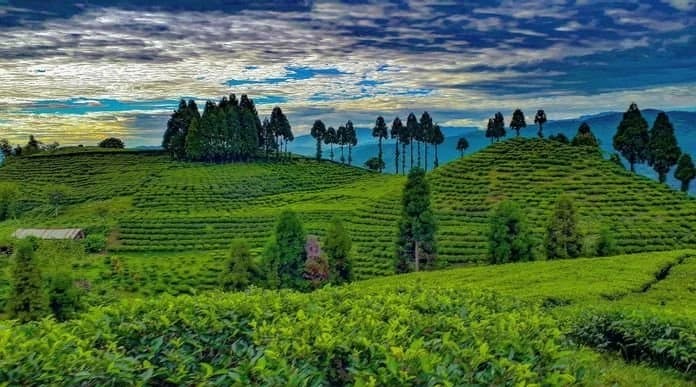 Kanyam Tea Estate