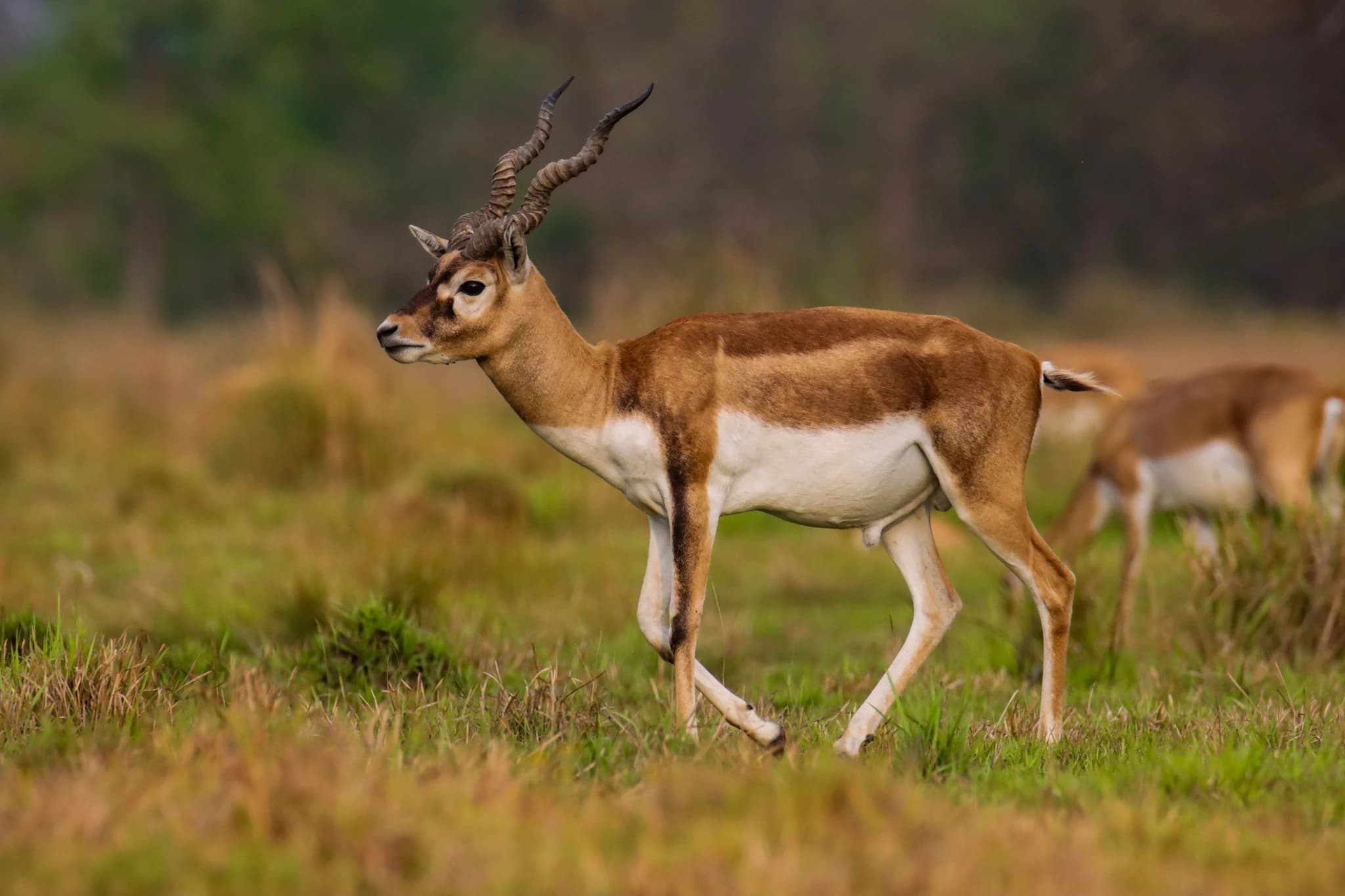Krishnasar Conservation Area