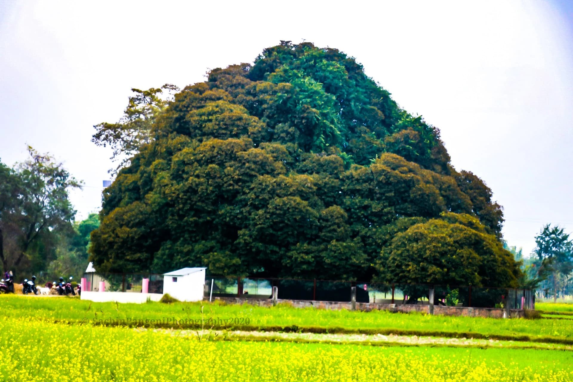 Pakari Briksha